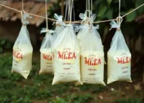 Sacos de leite do 'Viva Leite' descartados