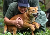 UTI para animais silvestres