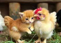 galinha adota filhotes de gata