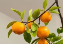 genro leva galho de mexerica para sogra acamada