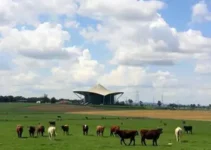 recuperação de pastagens