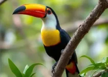 espetáculo da natureza