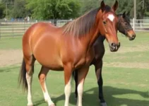 adoção responsável de equídeos