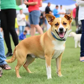 Feira de Adoção de Animais em São Carlos