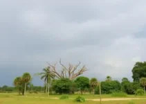 alerta amarelo