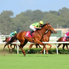 MPSP determina R$ 100 mil por estouro de cavalos em São Carlos