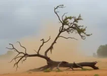 vendaval em São Carlos