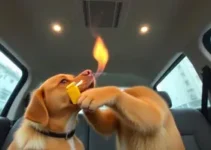 cachorro arteiro