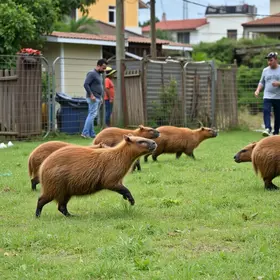 capivaras