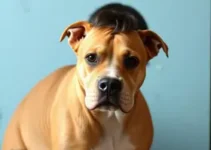 menino de 12 anos atacado por pitbull
