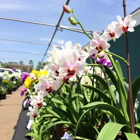 orquídeas